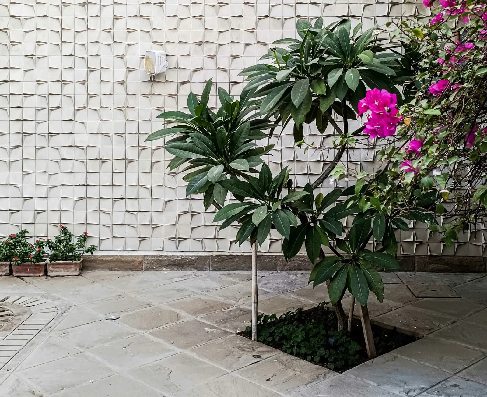 Arrow 3D concrete tiles in white on a courtyard wall, a plumeria and bougainvillea in front of them