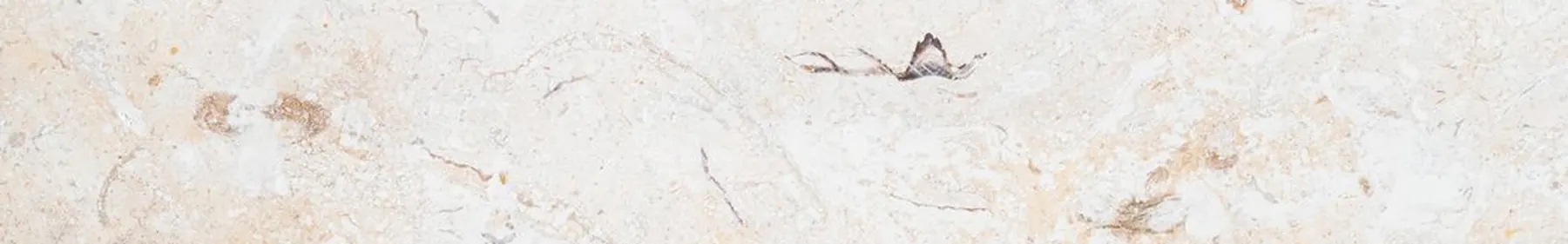 Pale limestone surface with an even calcareous tone and no directional veining